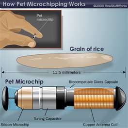 microfinder dog chip