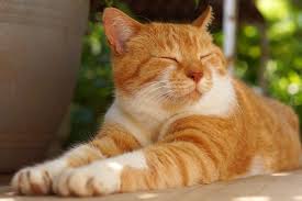 orange kitty orange kitty