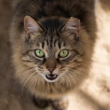 Tabby Cat Tabby Cat